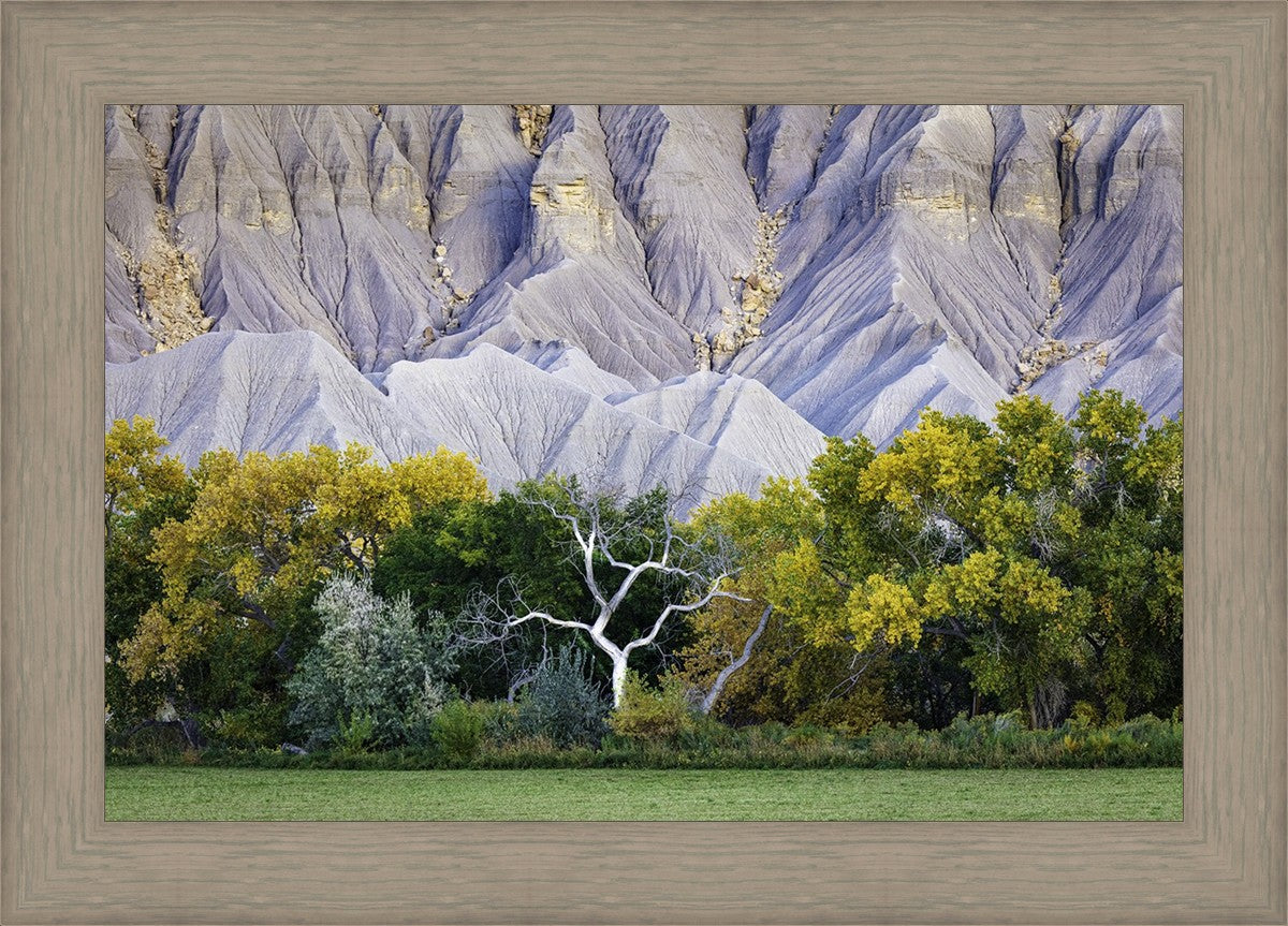 Ghost Tree