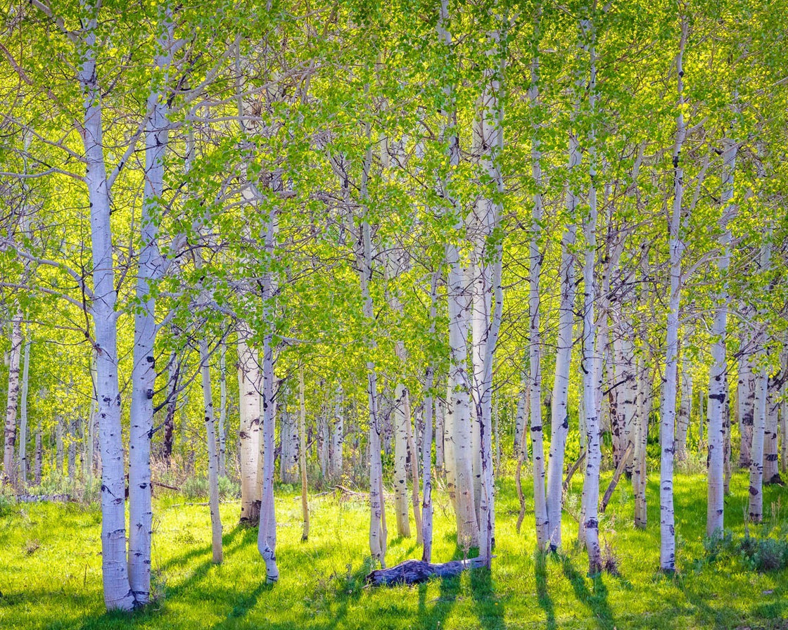 "Early Morning Light in the Wasatch Backcountry"