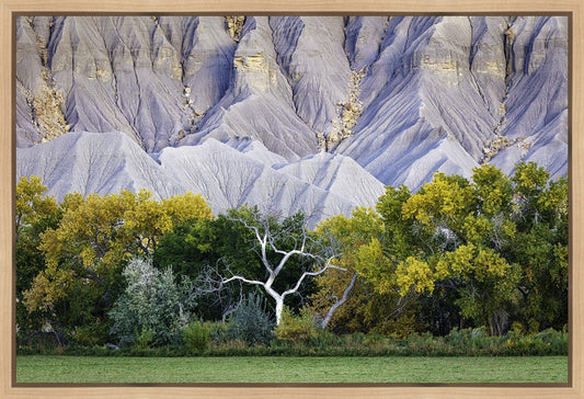 Ghost Tree